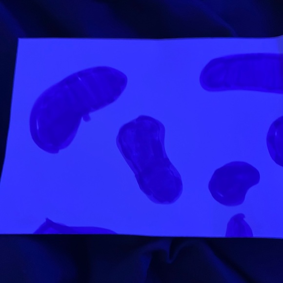 Cow nail print. - Picture 1 of 1